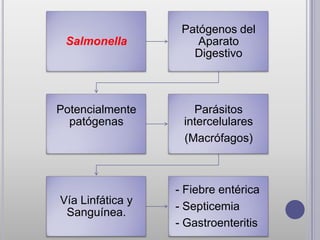 Patógenos del
 Salmonella           Aparato
                     Digestivo



Potencialmente       Parásitos
  patógenas        intercelulares
                   (Macrófagos)



                  - Fiebre entérica
Vía Linfática y
                  - Septicemia
 Sanguínea.
                  - Gastroenteritis
 