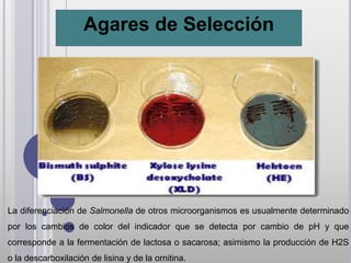 Agares de Selección




La diferenciación de Salmonella de otros microorganismos es usualmente determinado
por los cambios de color del indicador que se detecta por cambio de pH y que
corresponde a la fermentación de lactosa o sacarosa; asimismo la producción de H2S
o la descarboxilación de lisina y de la ornitina.
 
