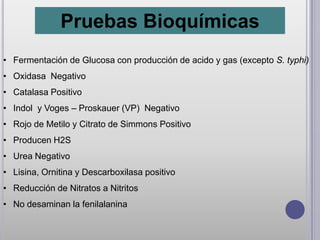 Pruebas Bioquímicas
• Fermentación de Glucosa con producción de acido y gas (excepto S. typhi)
• Oxidasa Negativo
• Catalasa Positivo
• Indol y Voges – Proskauer (VP) Negativo
• Rojo de Metilo y Citrato de Simmons Positivo
• Producen H2S
• Urea Negativo
• Lisina, Ornitina y Descarboxilasa positivo
• Reducción de Nitratos a Nitritos
• No desaminan la fenilalanina
 