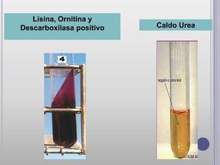 Lisina, Ornitina y
Descarboxilasa positivo   Caldo Urea
 