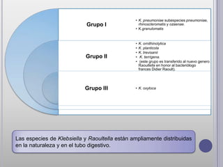 • K. pneumoniae subespecies pneumoniae,
                            Grupo I              rhinoscleromatis y ozaenae.
                                               • K.granulomatis



                                               •   K. ornithinolytica
                                               •   K. planticola
                                               •   K. trevisanii
                           Grupo II            •    K. terrígena.
                                               •    (este grupo es transferido al nuevo genero
                                                   Raoultella en honor al bacteriólogo
                                                   frances Didier Raoult).




                           Grupo III           • K. oxytoca




Las especies de Klebsiella y Raoultella están ampliamente distribuidas
en la naturaleza y en el tubo digestivo.
 