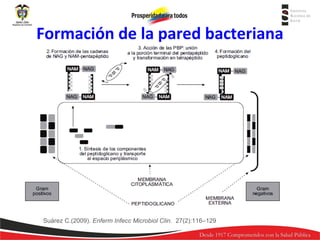 Formación de la pared bacteriana

Suárez C.(2009). Enferm Infecc Microbiol Clin. 27(2):116–129

 