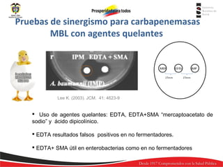 Pruebas de sinergismo para carbapenemasas
MBL con agentes quelantes

Lee K. (2003). JCM. 41: 4623-9

 Uso de agentes quelantes: EDTA, EDTA+SMA “mercaptoacetato de
sodio” y ácido dipicolínico.
 EDTA resultados falsos positivos en no fermentadores.
 EDTA+ SMA útil en enterobacterias como en no fermentadores

 