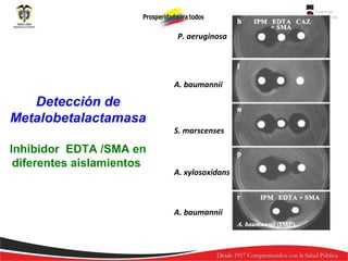 P. aeruginosa

A. baumannii

Detección de
Metalobetalactamasa
Inhibidor EDTA /SMA en
diferentes aislamientos

S. marscenses

A. xylosoxidans

A. baumannii

 