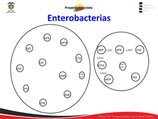 Enterobacterias
GEN
ERTA
SXT

IMP 1,5cm
CTX
CIP

AMK

PTZ
AMC
FOX

CTX /
CLA

1,5cm

CAZ

1,5cm
CAZ /
CLA

EDTA

FEP

APB

1,5cm

MER

TIGE

 