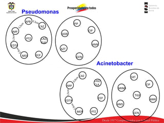 1,
5c
m

Pseudomonas
APB 1,5cm

IMP

CIP

DORI
PTZ

CAZ/
CLA

EDTA

AMK

1,5

cm

AZT
FEP

GEN

2,
0c
m

Acinetobacter
CAZ

IMP

CAZ/
CLA

SXT
MINO
TIGE

FEP

EDTA

CIP

AMK

cm

AMS

1,5

MER

1,5cm

1,5cm

PIP

CAZ

MER

PTZ

GEN

 