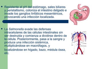    Resistente al pH del estómago, sales biliares
    y peristaltismo, coloniza el intestino delgado e
    invade los ganglios linfáticos mesentéricos,
    provocando una infección localizada.


   La Salmonella evade las defensas
    intracelulares de las células intestinales sin
    ser destruida y comienza a dividirse dentro de
    la célula. Posteriormente, pasa a la sangre y
    produce una infección sistémica,
    multiplicándose en macrófagos, y
    localizándose en hígado, bazo, médula ósea,
    etc.
 
