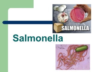 Salmonella
 