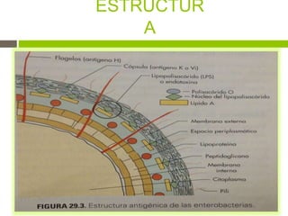 ESTRUCTUR
A
 