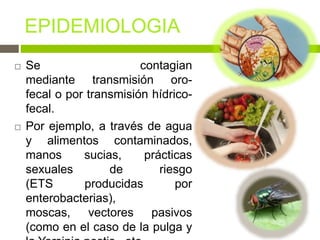  Se contagian
mediante transmisión oro-
fecal o por transmisión hídrico-
fecal.
 Por ejemplo, a través de agua
y alimentos contaminados,
manos sucias, prácticas
sexuales de riesgo
(ETS producidas por
enterobacterias),
moscas, vectores pasivos
(como en el caso de la pulga y
 