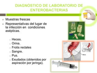  Muestras frescas
 Representativas del lugar de
la infección en condiciones
asépticas.
o Heces.
o Orina.
o Frotis rectales
o Sangre.
o Pus.
o Exudados (obtenidos por
aspiración por jeringa).
 