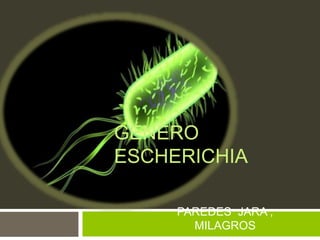 GÉNERO
ESCHERICHIA
PAREDES JARA ,
MILAGROS
 