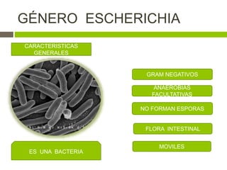 GÉNERO ESCHERICHIA
CARACTERISTICAS
GENERALES
GRAM NEGATIVOS
ANAEROBIAS
FACULTATIVAS
NO FORMAN ESPORAS
FLORA INTESTINAL
MOVILES
ES UNA BACTERIA
 