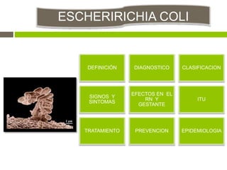 ESCHERIRICHIA COLI
DEFINICIÓN DIAGNOSTICO CLASIFICACION
SIGNOS Y
SINTOMAS
EFECTOS EN EL
RN Y
GESTANTE
ITU
TRATAMIENTO PREVENCION EPIDEMIOLOGIA
 
