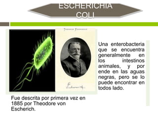 ESCHERICHIA
COLI
Fue descrita por primera vez en
1885 por Theodore von
Escherich.
Una enterobacteria
que se encuentra
generalmente en
los intestinos
animales, y por
ende en las aguas
negras, pero se lo
puede encontrar en
todos lado.
 