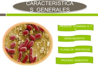 CARACTERISTICA
S GENERALES
PRODUCE VITAMINAS B Y
K
GRAM NEGATIVO
FLAGELOS PERITRICOS
PROCESO DIGESTIVO
 
