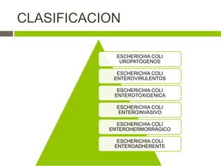 CLASIFICACION
ESCHERICHIA COLI
UROPATÓGENOS
ESCHERICHIA COLI
ENTEROVIRULENTOS
ESCHERICHIA COLI
ENTEROTOXIGENICA
ESCHERICHIA COLI
ENTEROINVASIVO
ESCHERICHIA COLI
ENTEROHERMORRÁGICO
ESCHERICHIA COLI
ENTEROADHERENTE
 