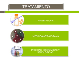 TRATAMIENTO
ANTIBIÓTICOS
MÉDICO-ANTIBIOGRAMA
PRUEBAS BIOQUÍMICAS Y
SEROLÓGICAS
 