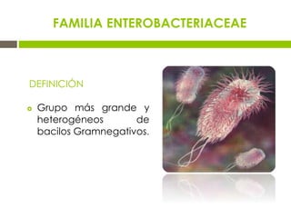 FAMILIA ENTEROBACTERIACEAE
DEFINICIÓN
 Grupo más grande y
heterogéneos de
bacilos Gramnegativos.
 