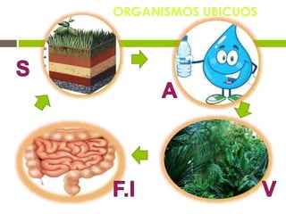 ORGANISMOS UBICUOS
 