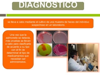DIAGNÓSTICO
se lleva a cabo mediante el cultivo de una muestra de heces del individuo
sospechoso en un laboratorio.
Una vez que la
salmonella se detecta,
más pruebas se llevan
a cabo para clasificarla
de acuerdo a su tipo
con el fin de
determinar el tipo de
medicamentos que
necesitan ser
administrados.
 