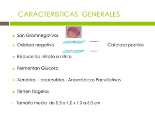 CARACTERISTICAS GENERALES
 Son Gramnegativos
 Oxidasa negativo Catalasa positivo
 Reduce los nitrato a nitrito
 Fermentan Glucosa
 Aerobias - anaerobias , Anaeróbicos Facultativos
 Tienen Flagelos
 Tamaño medio de 0,3 a 1,0 x 1,0 a 6,0 um
 
