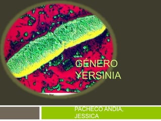 GÉNERO
YERSINIA
PACHECO ANDIA,
JESSICA
 
