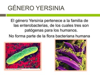 GÉNERO YERSINIA
El género Yersinia pertenece a la familia de
las enterobacterias, de los cuales tres son
patógenas para los humanos.
No forma parte de la flora bacteriana humana
 