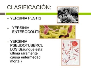 CLASIFICACIÓN:
 YERSINIA PESTIS
 YERSINIA
ENTEROCOLITICA
 YERSINIA
PSEUDOTUBERCU
LOSIS(aunque esta
ultima raramente
causa enfermedad
mortal)
 
