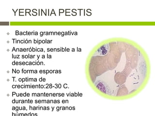 YERSINIA PESTIS
 Bacteria gramnegativa
 Tinción bipolar
 Anaeróbica, sensible a la
luz solar y a la
desecación.
 No forma esporas
 T. optima de
crecimiento:28-30 C.
 Puede mantenerse viable
durante semanas en
agua, harinas y granos
 