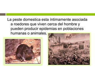 La peste domestica esta íntimamente asociada
a roedores que viven cerca del hombre y
pueden producir epidemias en poblaciones
humanas o animales.
 