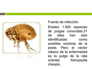 Fuente de infección:
Existen 1.500 especies
de pulgas conocidas,31
de ellas han sido
identificadas como
posibles vectores de la
peste. Pero el vector
clásico de la enfermedad
es la pulga de la rata
oriental, Xenopsylla
cheopis.
 