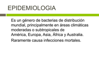 EPIDEMIOLOGIA
Es un género de bacterias de distribución
mundial, principalmente en áreas climáticas
moderadas o subtropicales de
América, Europa, Asia, África y Australia.
Raramente causa infecciones mortales.
 