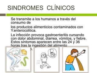 SINDROMES CLÍNICOS
Se transmite a los humanos a través del
consumo de
los productos alimenticios contaminados con
Y.enterocolitica.
La infección provoca gastroenteritis cursando
con dolor abdominal, diarrea, vómitos, y fiebre.
Estos síntomas aparecen entre las 24 y 36
horas tras la ingestión del alimento
contaminado.
 