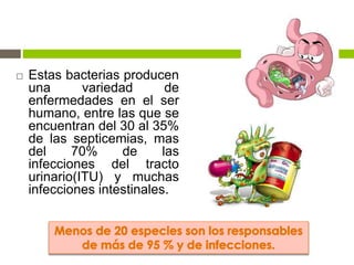  Estas bacterias producen
una variedad de
enfermedades en el ser
humano, entre las que se
encuentran del 30 al 35%
de las septicemias, mas
del 70% de las
infecciones del tracto
urinario(ITU) y muchas
infecciones intestinales.
 