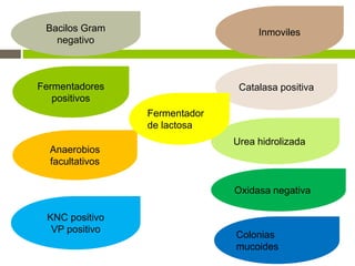 Bacilos Gram
negativo
Fermentadores
positivos
Inmoviles
Anaerobios
facultativos
KNC positivo
VP positivo
Catalasa positiva
Urea hidrolizada
Oxidasa negativa
Fermentador
de lactosa
Colonias
mucoides
 