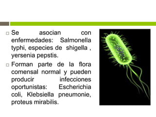  Se asocian con
enfermedades: Salmonella
typhi, especies de shigella ,
yersenia pepstis.
 Forman parte de la flora
comensal normal y pueden
producir infecciones
oportunistas: Escherichia
coli, Klebsiella pneumonie,
proteus mirabilis.
 