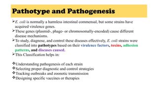 Comprehensive Overview of Enterobacteriaceae: Morphology ...
