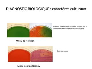 DIAGNOSTIC BIOLOGIQUE : caractères culturaux
Milieu de Hektoen
Milieu de mac Conkey
Colonies vert-bleuâtres ou vertes à centre noir à
différencier des colonies saumons(orangers)
Colonies rosées
 