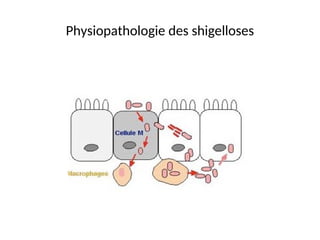 Physiopathologie des shigelloses
 