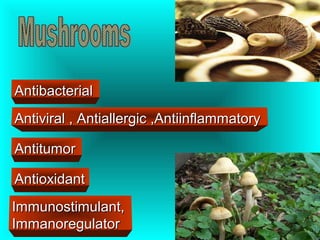 Antiviral , Antiallergic ,AntiinflammatoryAntiviral , Antiallergic ,Antiinflammatory
AntitumorAntitumor
AntioxidantAntioxidant
Immunostimulant,Immunostimulant,
ImmanoregulatorImmanoregulator
AntibacterialAntibacterial
 