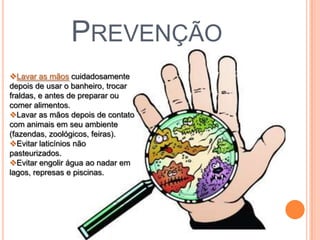 PREVENÇÃO
Lavar as mãos cuidadosamente
depois de usar o banheiro, trocar
fraldas, e antes de preparar ou
comer alimentos.
Lavar as mãos depois de contato
com animais em seu ambiente
(fazendas, zoológicos, feiras).
Evitar laticínios não
pasteurizados.
Evitar engolir água ao nadar em
lagos, represas e piscinas.
 