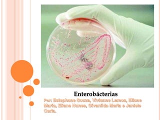 Enterobácterias
 