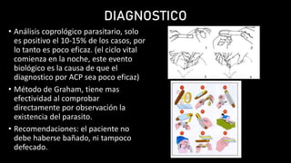 Presentación corta del nematodo enterobius vermicularis.pptx