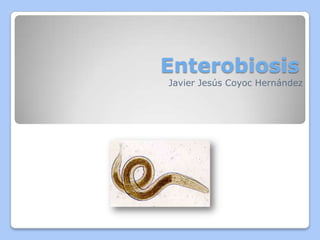 Enterobiosis
Javier Jesús Coyoc Hernández
 