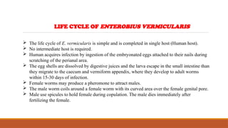 LIFE CYCLE OF ENTEROBIUS VERMICULARIS
 The life cycle of E. vermicularis is simple and is completed in single host (Human host).
 No intermediate host is required.
 Human acquires infection by ingestion of the embryonated eggs attached to their nails during
scratching of the perianal area.
 The egg shells are dissolved by digestive juices and the larva escape in the small intestine than
they migrate to the caecum and vermiform appendix, where they develop to adult worms
within 15-30 days of infection.
 Female worms may produce a pheromone to attract males.
 The male worm coils around a female worm with its curved area over the female genital pore.
 Male use spicules to hold female during copulation. The male dies immediately after
fertilizing the female.
 