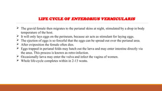 LIFE CYCLE OF ENTEROBIUS VERMICULARIS
 The gravid female then migrates to the perianal skins at night, stimulated by a drop in body
temperature of the host.
 It will only lays eggs on the perineum, because air acts as stimulant for laying eggs.
 The ejection of eggs is so forceful that the eggs can be spread out over the perianal area.
 After oviposition the female often dies.
 Eggs trapped in perianal folds may hatch out the larva and may enter intestine directly via
the anus. This process is known as retro-infection.
 Occasionally larva may enter the vulva and infect the vagina of women.
 Whole life-cycle completes within in 2-13 weeks.
 