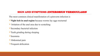 The most common clinical manifestation of a pinworm infection is
Night itch in anal region because worms lay eggs nocturnal
 Irritation of the anal area due to scratching
Secondary bacterial infection
Teeth grinding during sleeping
Insomnia
Abdominal pain
Frequent defecation
SIGN AND SYMPTOMS ENTEROBIUS VERMICULARIS
 