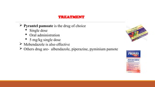 TREATMENT
 Pyrantel pamoate is the drug of choice
 Single dose
 Oral administration
 5 mg/kg single dose
 Mebendazole is also effective
 Others drug are- albendazole, piperazine, pyminium pamote
 