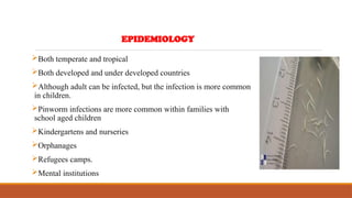Both temperate and tropical
Both developed and under developed countries
Although adult can be infected, but the infection is more common
in children.
Pinworm infections are more common within families with
school aged children
Kindergartens and nurseries
Orphanages
Refugees camps.
Mental institutions
EPIDEMIOLOGY
 